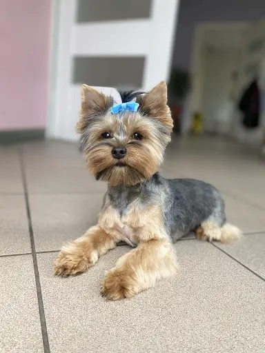 Podaj Łapę. Salon Pielegnacji i Strzyżenia Psów.